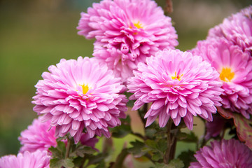 Obraz premium Pink chrysanthemums in the garden. Autumn flowers. 