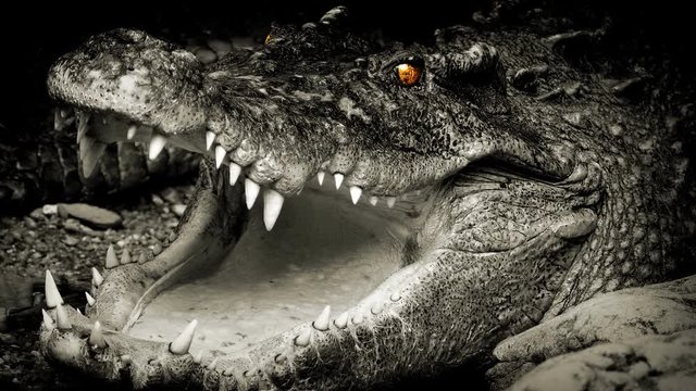 Crocodile With Glowing Eyes Opens Mouth