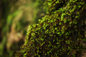 Green lichen on the wood of the tree trunk in the forest after r
