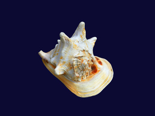 Sea shell on white background