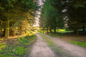 Green Grass at Sunset with a low shining Sun trough the Trees of a small Forest