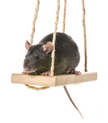 a cute little rat on a swing