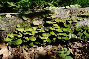 Green tree  bracketr fungus