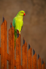 Obraz premium Rose-ringed parakeet sitting on a fence in Agra Fort, India