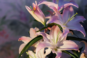 Bouquet of lilies