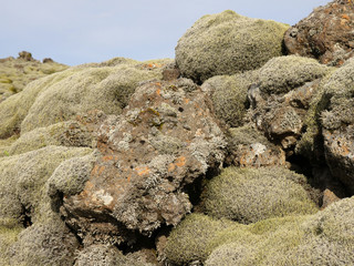 Lavafeld von Eldhraun mit Moos überwachsen im Süden von Island