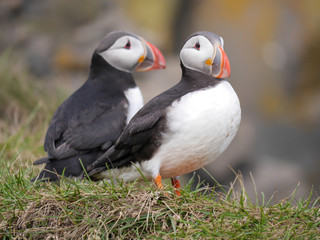 Papageitaucher in Island