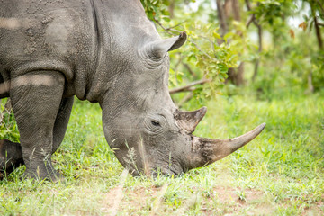 Obraz premium White rhino in the Kruger National Park, South Africa.