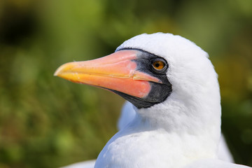 Portrait of Nazca Booby (Sula granti)