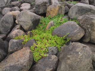 Rock plants