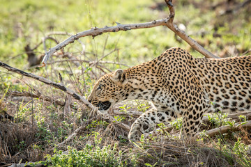 Walking Leopard in the Kruger National Park, South Africa.