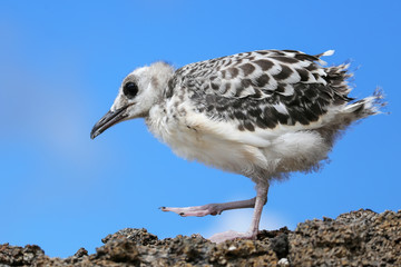 Baby Swallow-tailed Gull on Genovesa island in Galapagos Nationa