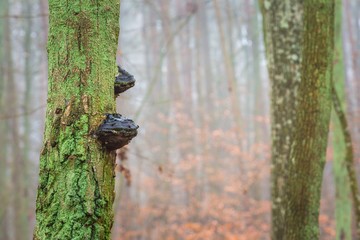 Tree hub growing on trunk