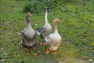 Three geese