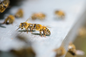 bees on the frame