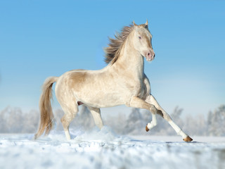 Fototapeta na wymiar perlino akhal-teke horse running free on the winter field