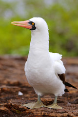 Nazca Booby on Genovesa Island, Galapagos National Park, Ecuador