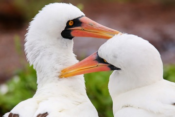 Nazca Boobies (Sula granti) preening each other