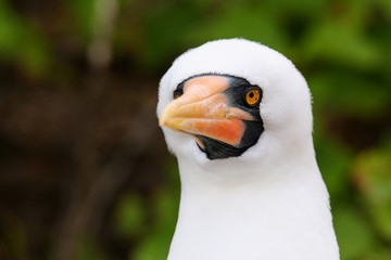 Portrait of Nazca Booby (Sula granti)