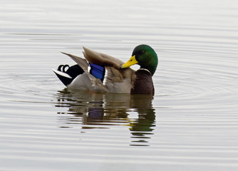 Male mallard duck (Anas platyrhynchus)