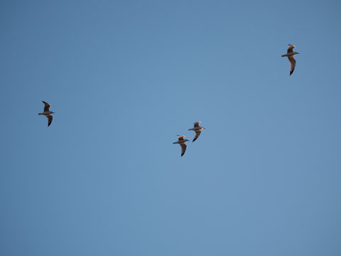 Seagulls in glight in blue sky