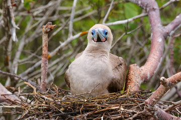 Red-footed booby (Sula sula) sitting on a nest