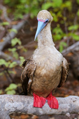 Red-footed booby on Genovesa island, Galapagos National Park, Ec