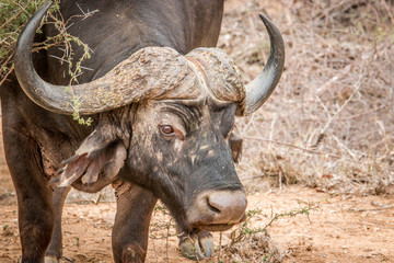 Starring Buffalo in the Kruger National Park, South Africa.