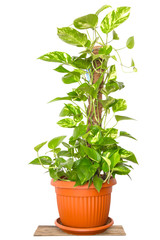 Plant Epipremnum aureum isolated on white background.