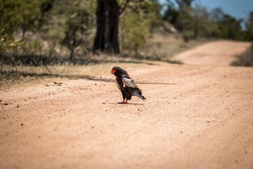 Bateleur eating in the Kruger National Park, South Africa.