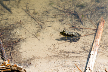 Frog sitting in the reeds on the bank of the pond.