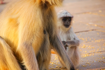 Obraz premium Baby gray langur sitting by mother in Amber Fort, Jaipur, Rajast