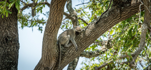 Sleeping Vervet monkey in the Kruger National Park, South Africa