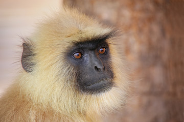 Portrait of gray langur sitting in  Amber Fort near Jaipur, Raja