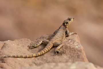 Agama lizard displaying on rock