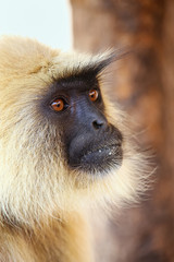 Portrait of gray langur sitting in  Amber Fort near Jaipur, Raja