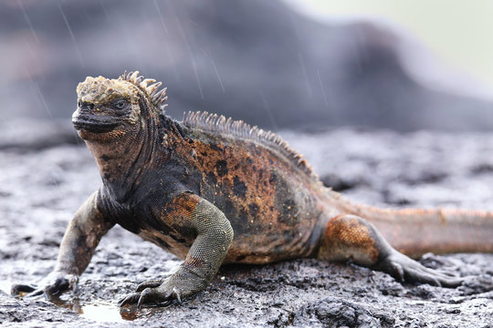 Marine iguana on Santiago Island, Galapagos National Park, Ecuad