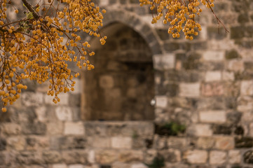 Fruit growing near the walls of the old city of Jerusalem © david