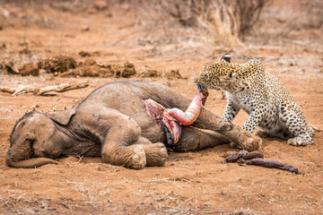 Feeding Leopard in the Kruger National Park, South Africa.