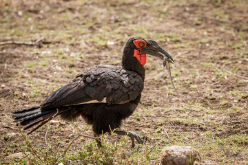 Southern ground hornbill in the Kruger National Park, South Afri