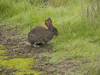 Wild Rabbit