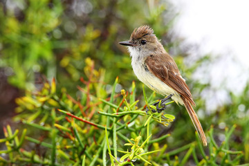Galapagos flycatcher on Santiago Island, Galapagos National Park