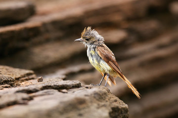 Galapagos flycatcher on Santiago Island, Galapagos National Park