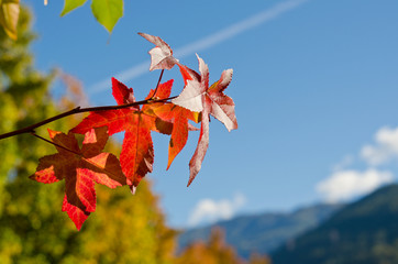 Red Leaves