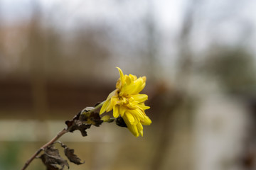 Gelbe Blume mitten im milden Winter