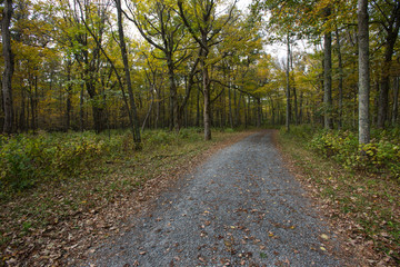 Gravel Road Through Yellow Forest