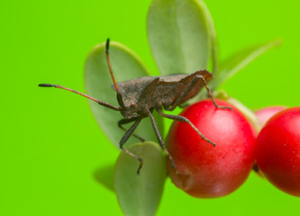 Dock bug, Coreus marginatus on cowberry plant