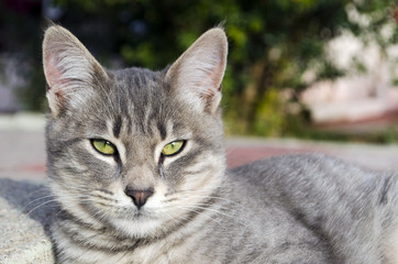 Gray Cat Looking At The Camera