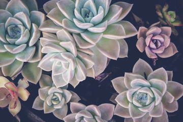 Close up of agave succulent plant, selective focus, toning