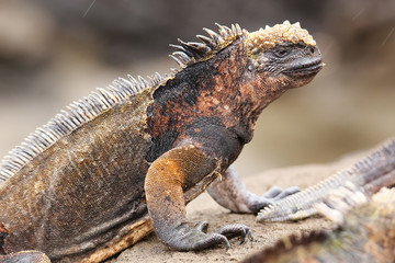 Marine iguana on Santiago Island, Galapagos National Park, Ecuad
